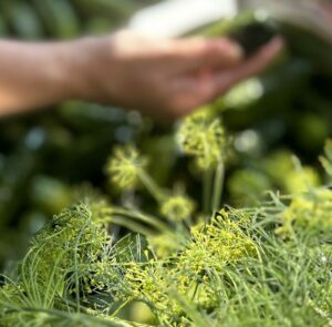 Dill Pickles