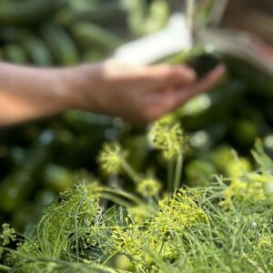 Fermented Vegetables